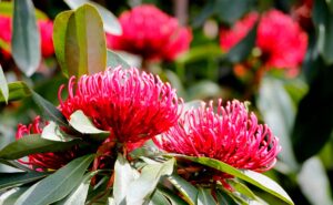 Blue mountains gardens in sydney