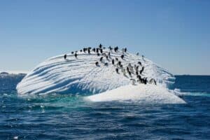 The Adelie Penguins on ice