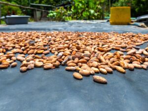 Amazon Rainforest food