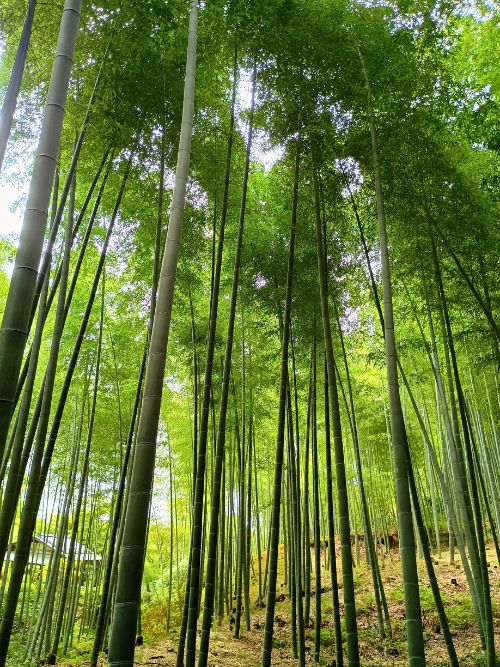 Bamboo leafy tops sway in the breeze. Photo by Carol L. Bowman