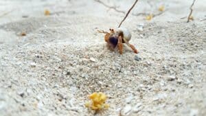 Little crab on beach in Belize