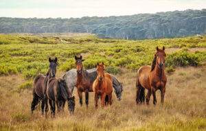 Best Dude Ranch Vacations