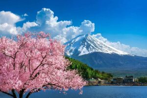 Cherry Blossoms in Front of Mt. Fuji. Photo by Unsplash+ in collaboration with Getty Images