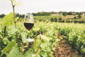 Chilean Luxury Wine Tour