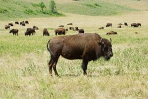 Don’t Miss This Often Overlooked State Park in South Dakota