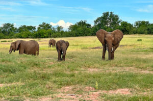 A herd of elephants in Botswana. Photo by Benjamin Rader