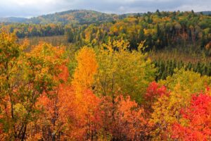 Fall Colours in Ontario