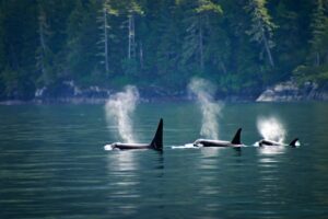 Photo of three orcas on Campbell River, BC