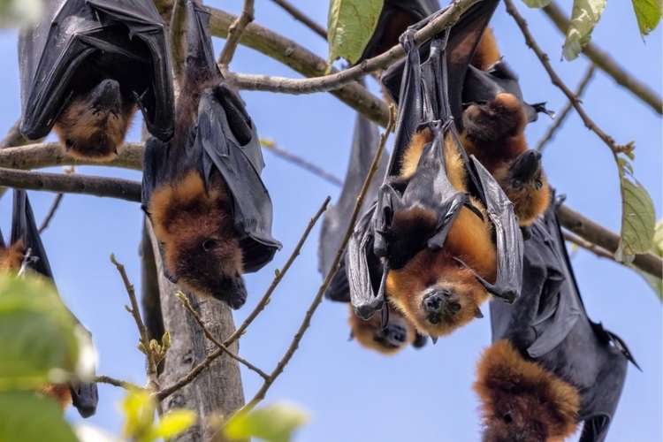 Flying foxes hanging from a tree branch