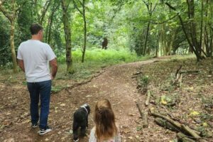 A person walking with Monty through a forest.