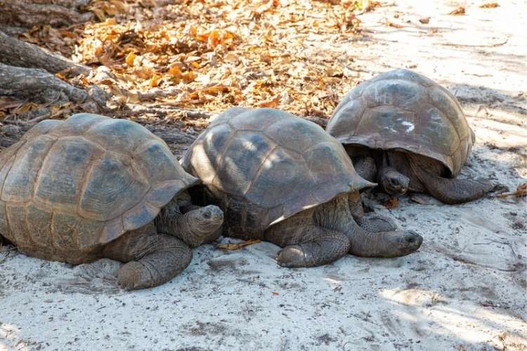 Giant tortoises at Aldabra Atoll