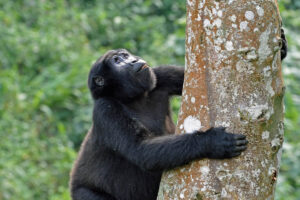 Gorilla trekking in Uganda