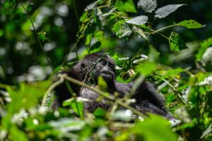 Gorilla trekking in Uganda