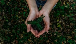 Hands holding a plant. Photo by Noah Buscher, Unsplash