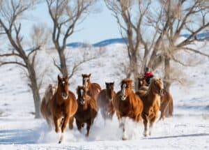 Horses gallop through winter snow in Colorado.