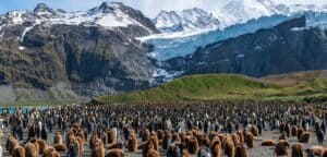 Penguins on South Georgia Island