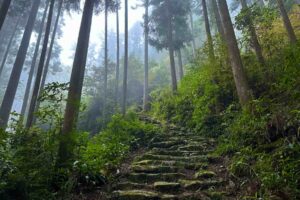 Kumano Kodo in Wakayama, Japan. Photo by Susan L Span, iStock