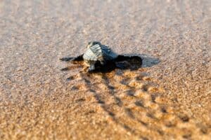 Baby sea turtles