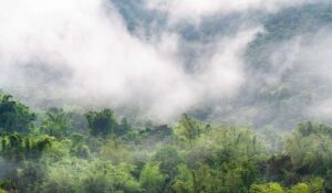 7 Ways to Experience the Cloud Forest in Mindo, Ecuador