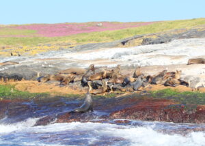 Montagu Island Seals