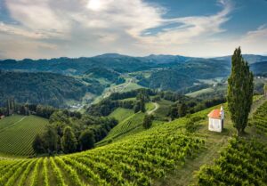 Vineyards in Southern Styria, Austria