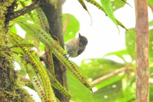 Olivaceous Piculet Woodpecker at Dona Dora birding. Photo by Sylvia Guarino