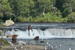 Plenty of bear action at Brooks Falls. Photo by Debbie Stone