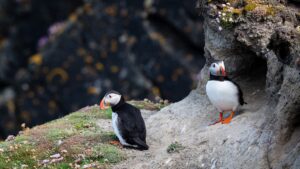 Puffins in the Shetland Islands. Photo by Joe Desousa, Unsplash