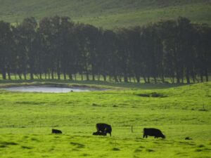 The Island of Hawaii has many large ranches. Photo by Benjamin Rader