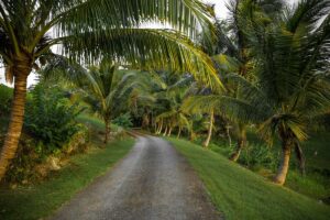 Road in Jamaica. Photo by Lyncoln Miller, Pexels