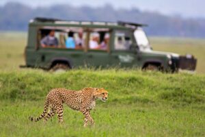 Safari in Africa. Photo by Canva