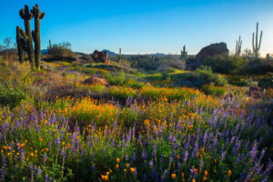 Scottsdale Wildflowers and saguaro cacti along the Granite Mountain Loop Trail in Scottsdale's McDowell Sonoran Preserve. Credit Joel Hazelton for Experience Scottsdale