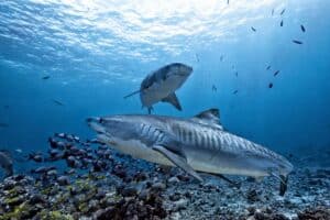 Swim with sharks in the Bahamas