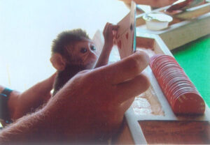 Baby Gomez tries his hand at cards on the island of Palau. Photo courtesy of Alex Shueshunoff