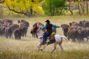 The annual Buffalo Roundup takes place each September at Custer State Park in South Dakota. Photo by Travel South Dakota