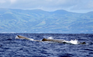 Sperm whales in the Azores by istock