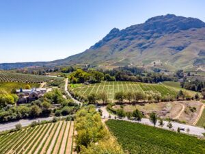 Stellenbosch South Africa vineyards