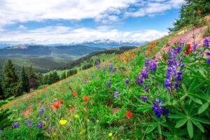 Flower-filled meadows cover the mountains near Vail, Colorado in summer