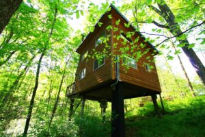 Treetop escape in Ohio