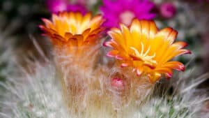 Tucson Desert Blooms