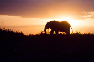 Elephant at sunset in Uganda