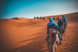 Camels in Morocco