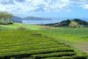 Expansive View of Tea Fields by the Sea