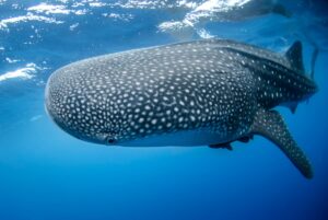 Whale shark. Photo by NOAA, Unsplash