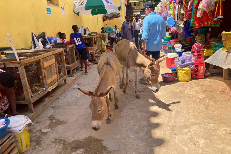 donkeys of lamu