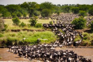 Wildebeest Migration Kenya