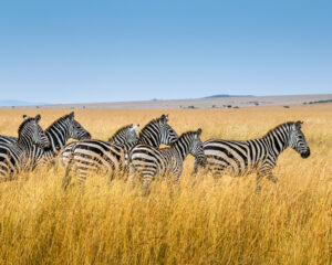 Zebras on safari. Photo by Unsplash